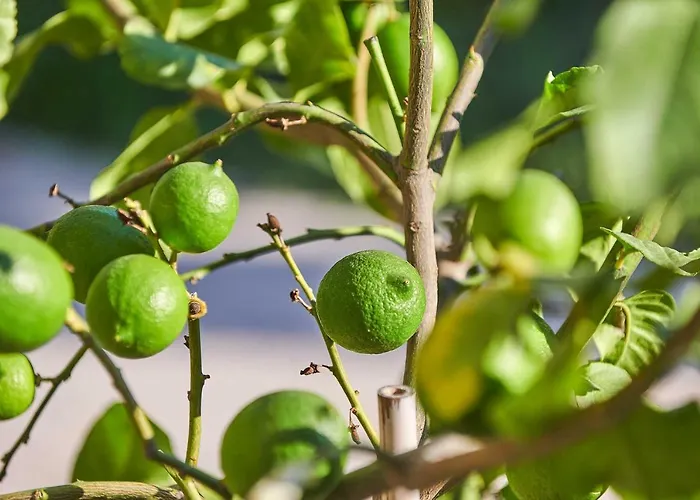 Appartement Cavo Delea & *