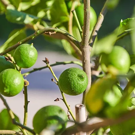 Apartment Cavo Delea & *